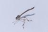 Leptogaster sp.